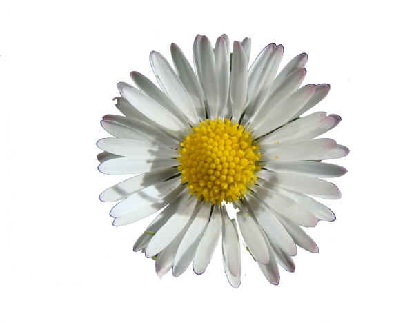 Creation of Daisy daisy: Step 2